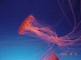 �A�J�N���Q