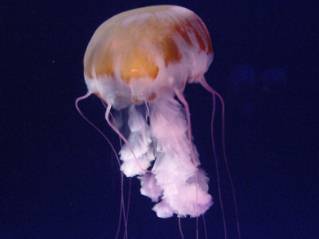 �p�[�v���X�g���C�v�h�W�F���[