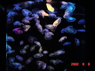 �~�Y�N���Q